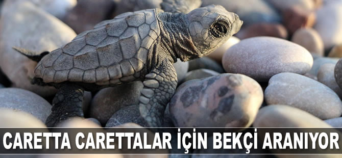 Caretta carettalar için bekçi aranıyor